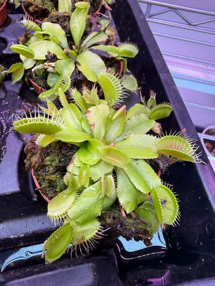 Venus flytraps photographed at Lucianna's Garden